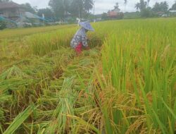 4 Tahun Kegiatan Ketahanan Pangan Desa Pulau Aro Hasilnya Memuaskan