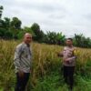 Dukung Asta Cita Presiden, Polsek Singingi Cek Lahan Padi Gogo di Desa Petai Baru