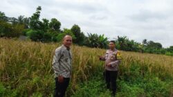 Dukung Asta Cita Presiden, Polsek Singingi Cek Lahan Padi Gogo di Desa Petai Baru