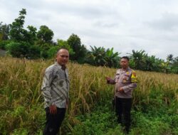 Dukung Asta Cita Presiden, Polsek Singingi Cek Lahan Padi Gogo di Desa Petai Baru