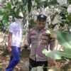 Dukung Program Asta Cita Presiden, Polsek Singingi Cek Pekarangan Bergizi Jambu Madu di Desa Sungai Sirih