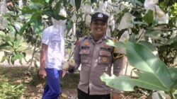 Dukung Program Asta Cita Presiden, Polsek Singingi Cek Pekarangan Bergizi Jambu Madu di Desa Sungai Sirih
